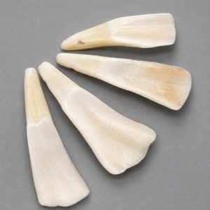 Water Buffalo Tooth