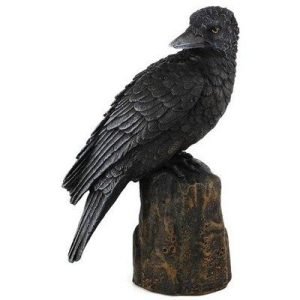 Backward Looking Raven 6"